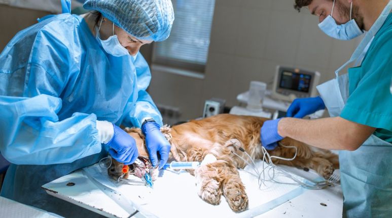 cirugía animal