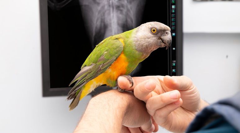 Radiografia pájaro